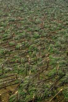 Árvores caída em Leiria após mau tempo
